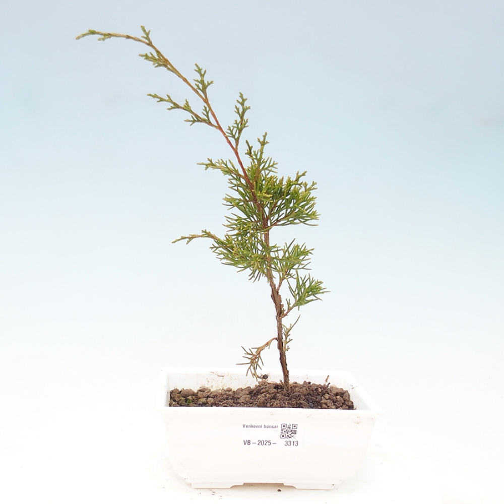 Bonsai da esterno - Juniperus chinensis Itoigawa