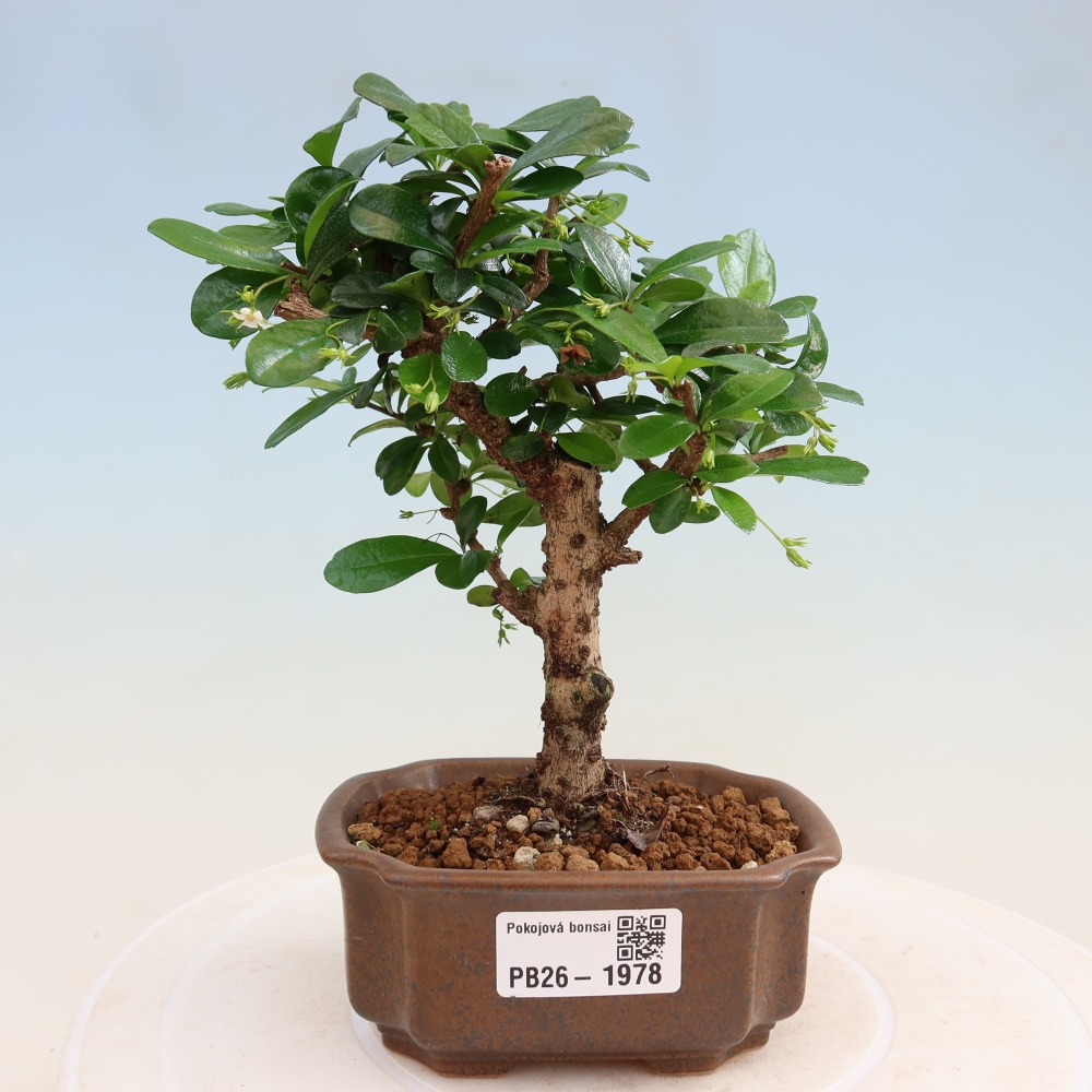 Camera bonsai - Carmona macrophylla - Tea fuki