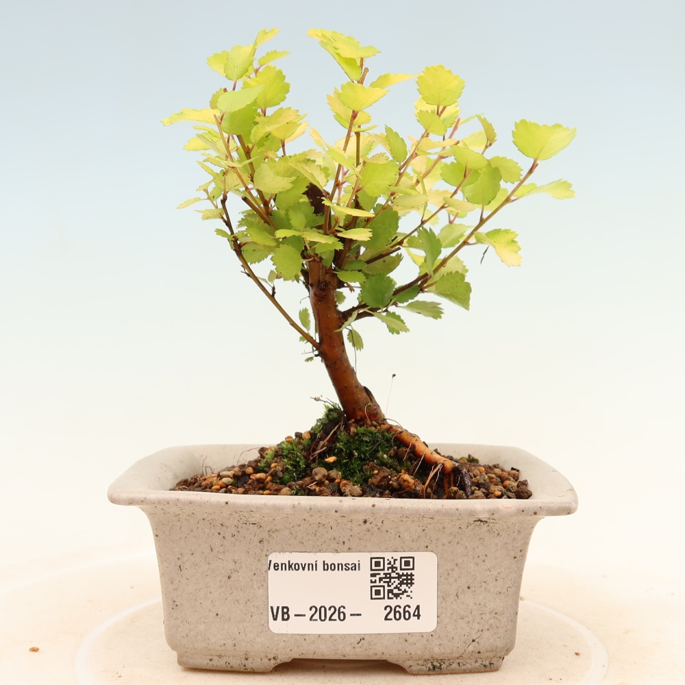 Bonsai da esterno - betulla nana - Betula NANA Golden Treasure