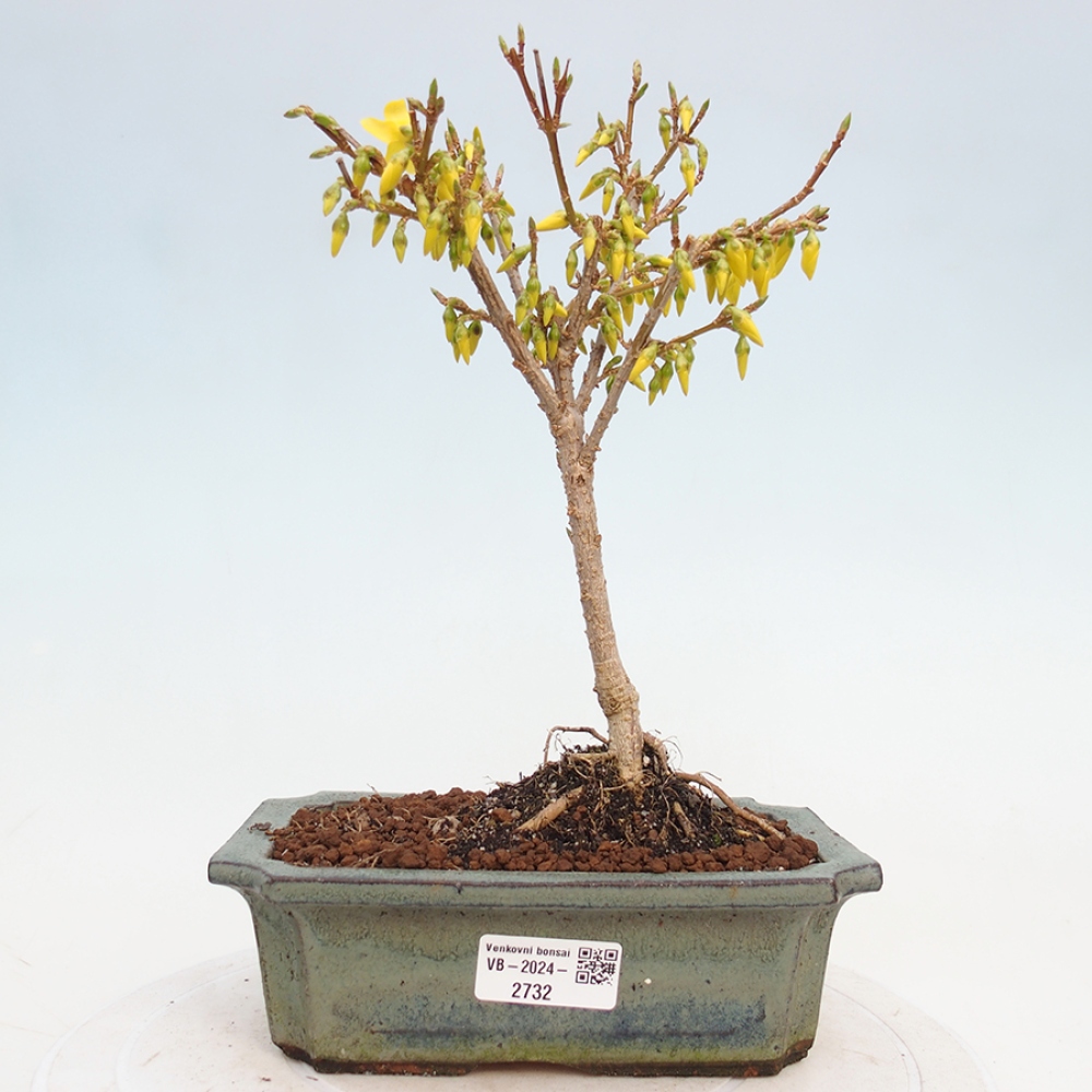 Bonsai da esterno - Zlatice - Forsythia intermedia