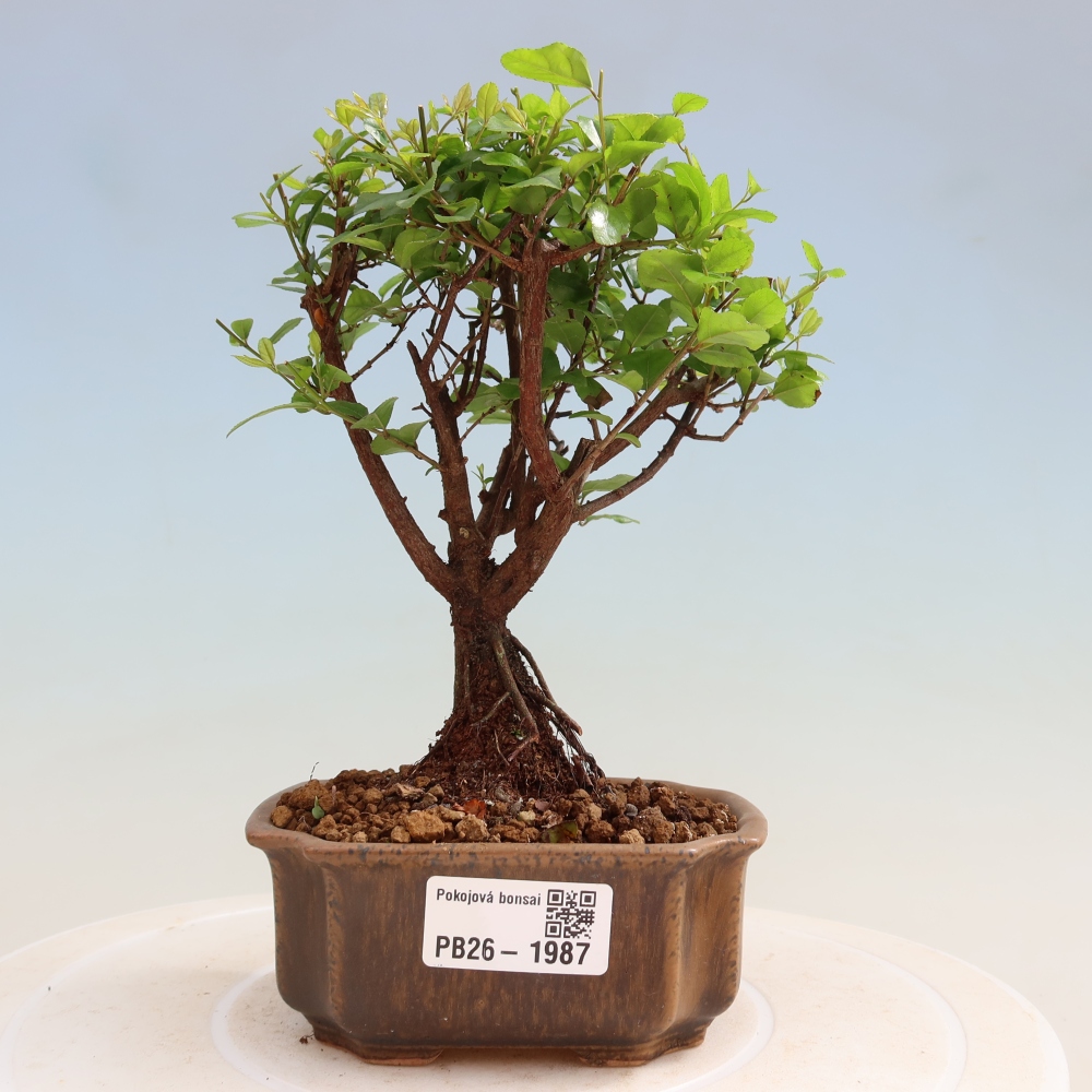 Camera bonsai - Sageretia thea - Sageretia thea