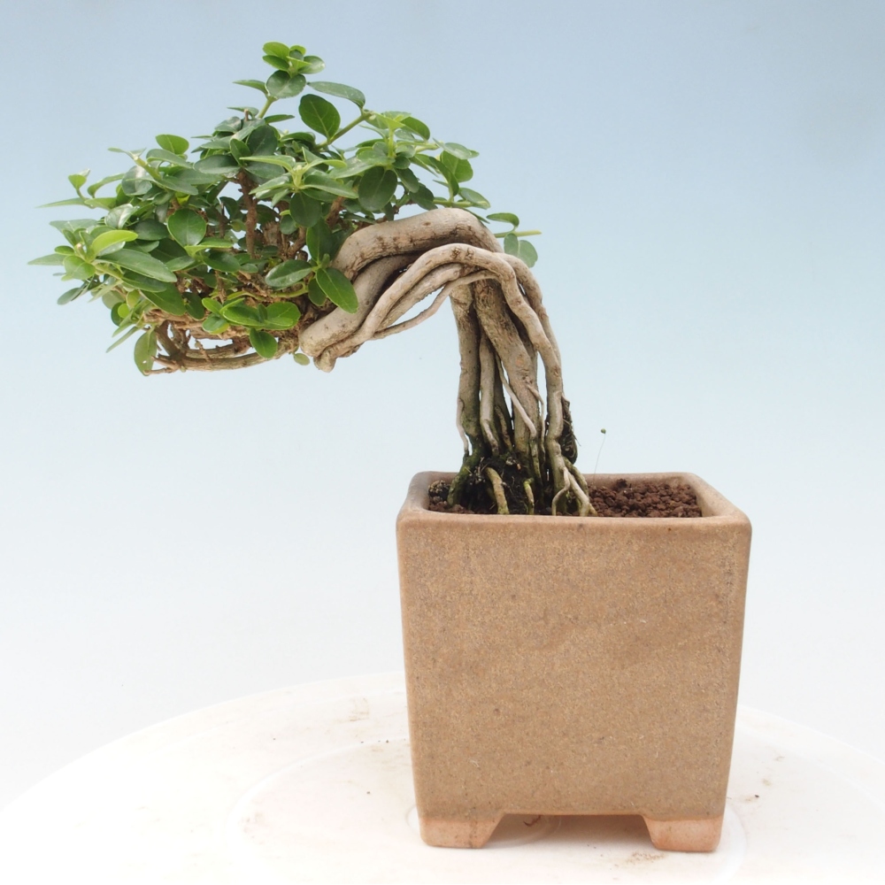 Bonsai da interno - Premna serratifolia - Kozlovna malolista