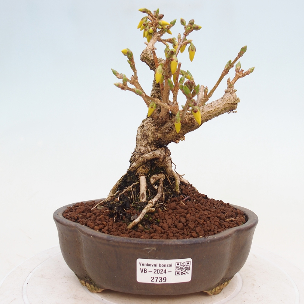 Bonsai da esterno - Zlatice - Forsythia intermedia