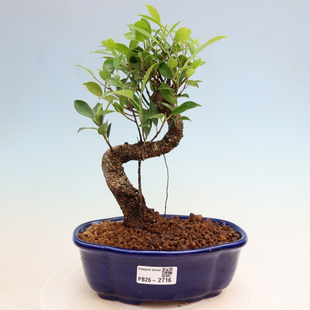 Camera bonsai - Ficus kimmen - ficus a foglie piccole