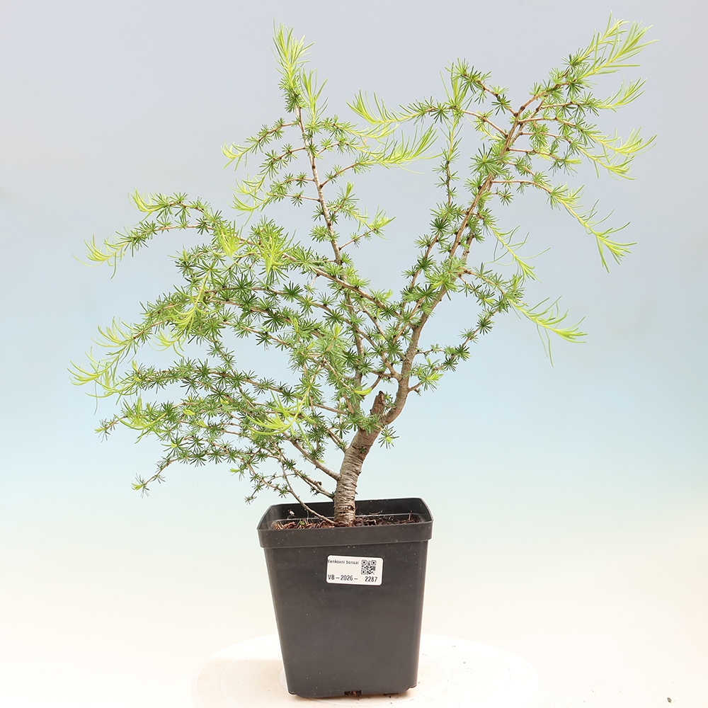 Bonsai da esterno -Larix decidua - Larice
