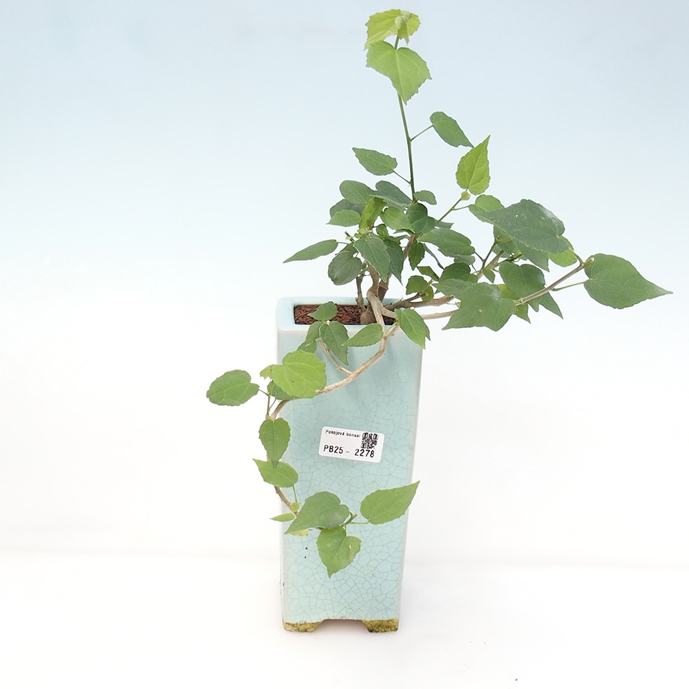 Bonsai da interno - Malvaviscus arboreus