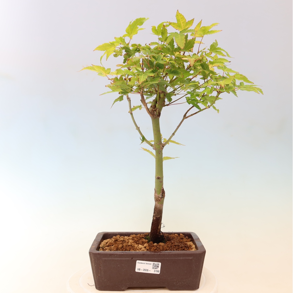 Acer palmatum Aureum - Acero dorato