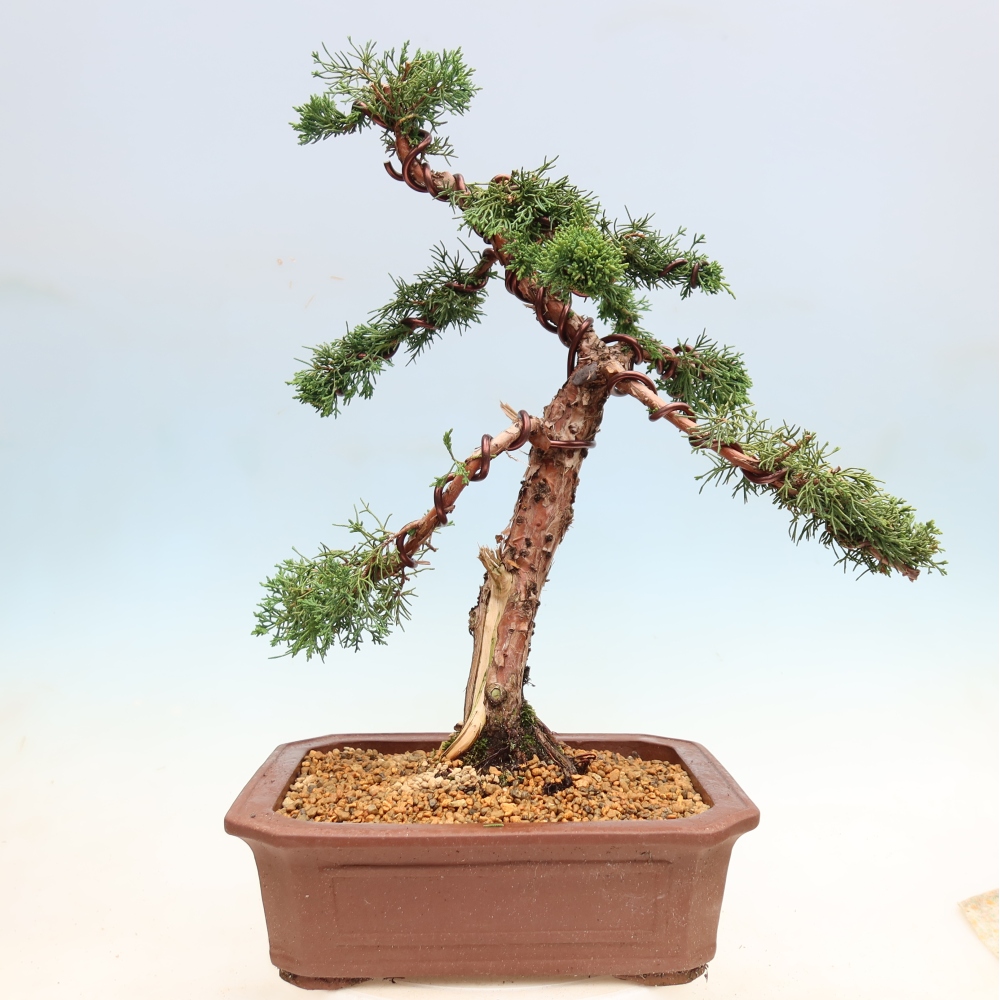 Bonsai da esterno - Juniperus chinensis Kishu