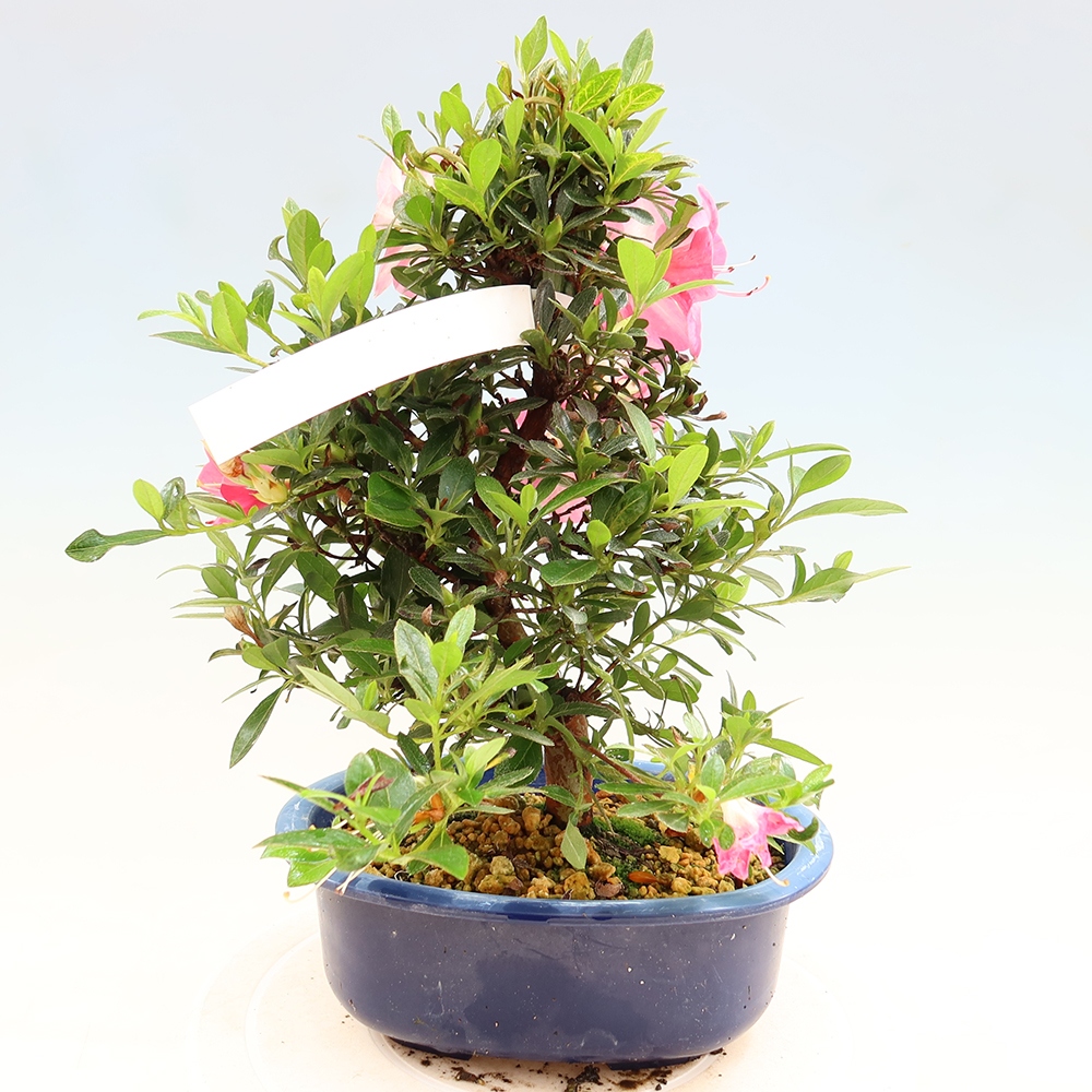 Bonsai da esterno - Azalea giapponese - Azalea Santoka