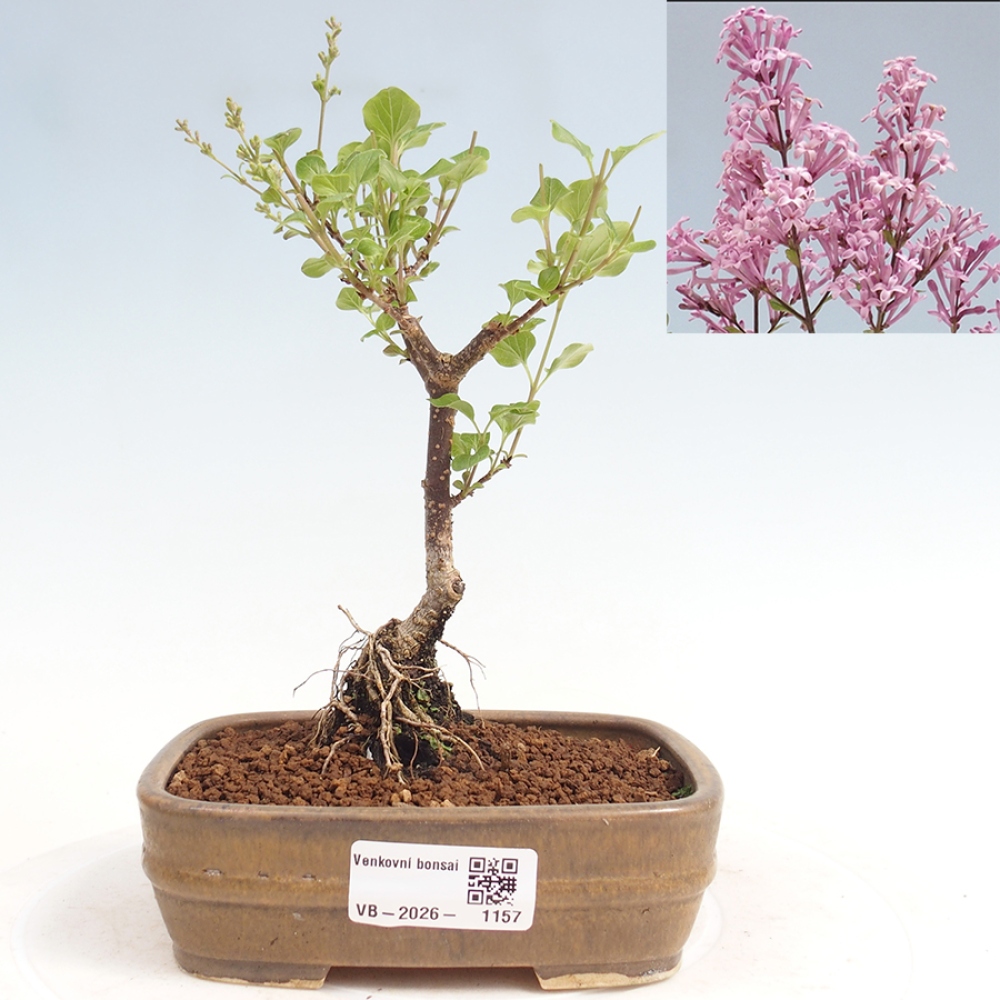 Bonsai da esterno - Syringa Meyeri Palibin - Lillà di Meyer