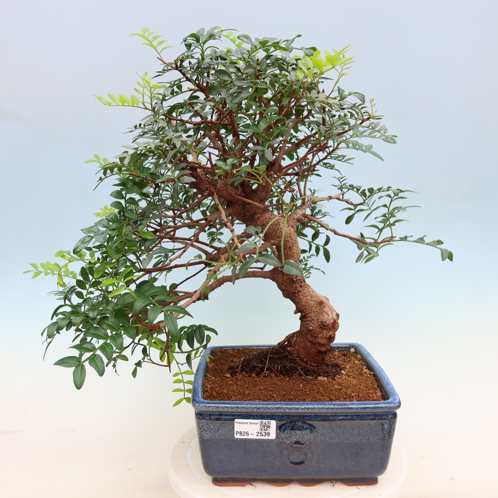 Bonsai da interno - Pistacia lentiscus - Pistacchio