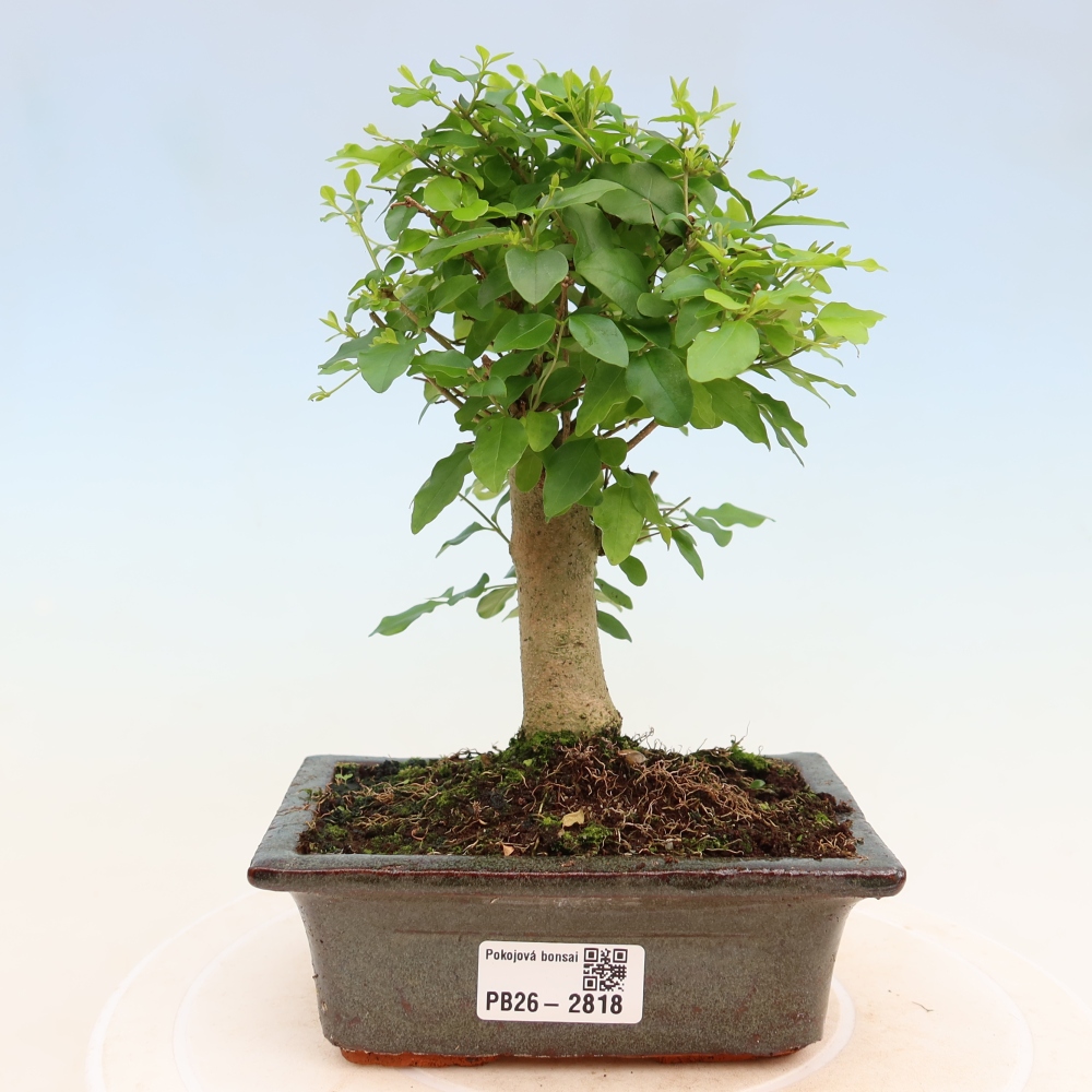 Camera bonsai -Ligustrum chinensis - Becco d'uccello