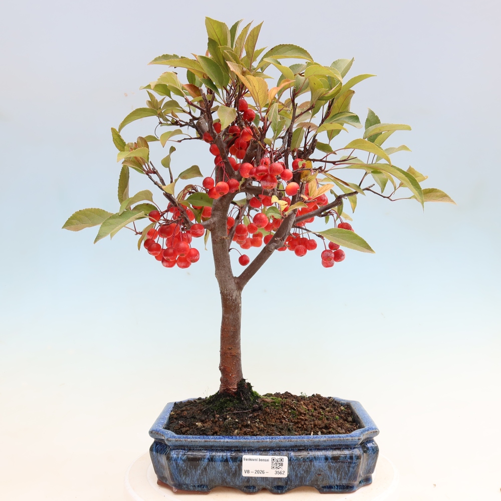 Bonsai da esterno -Malus domestica - Melo a piccoli frutti a foglie rosse