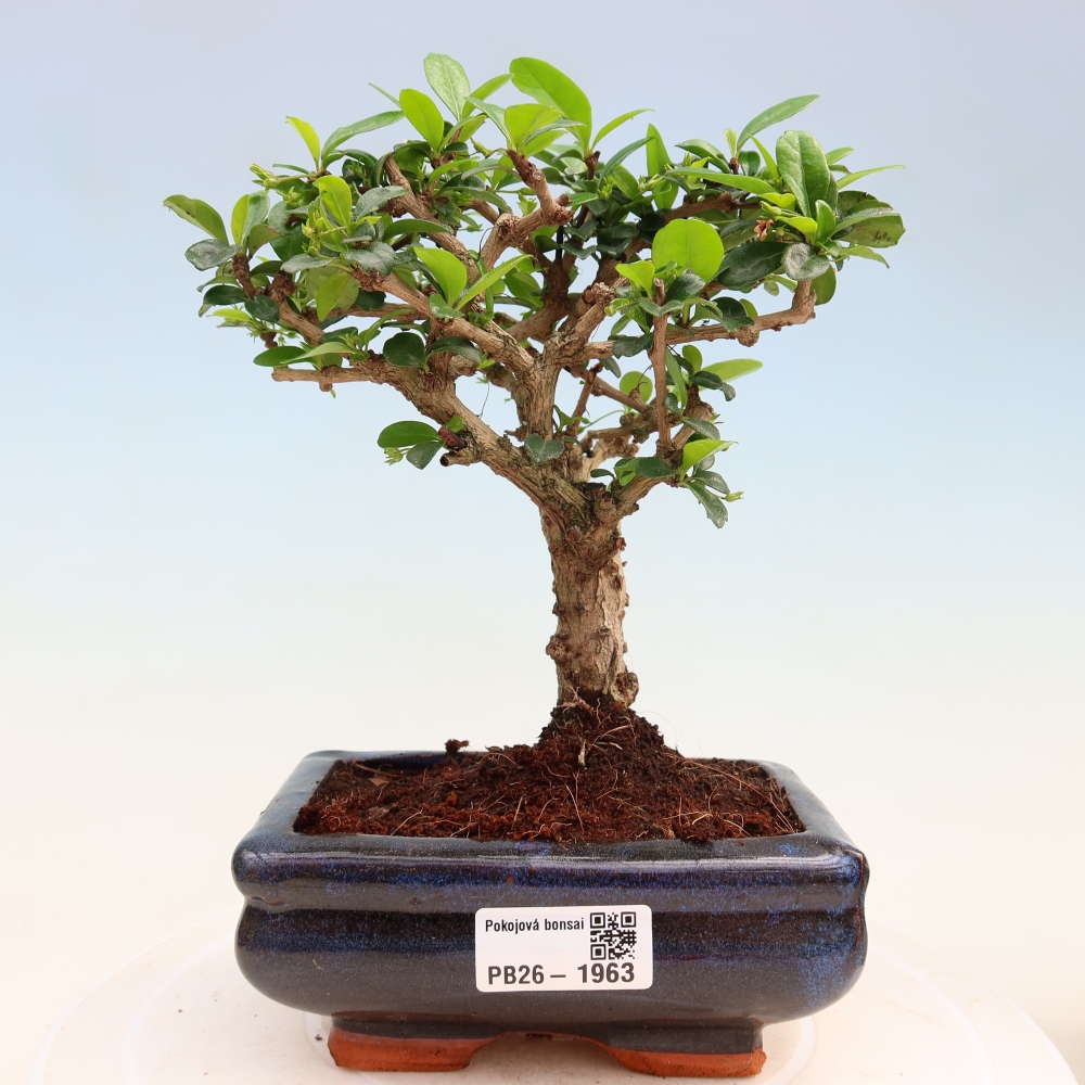 Camera bonsai - Carmona macrophylla - Tea fuki