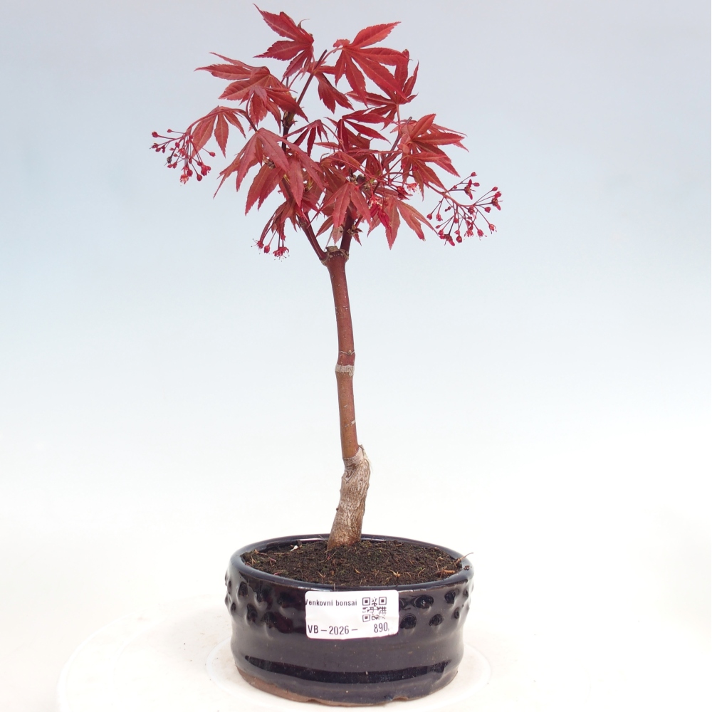 Bonsai da esterno - Palma Acer. Atropurpureum-Javor palmate