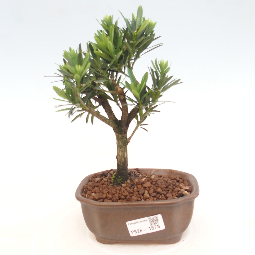 Camera bonsai - Podocarpus - Tasso delle pietre