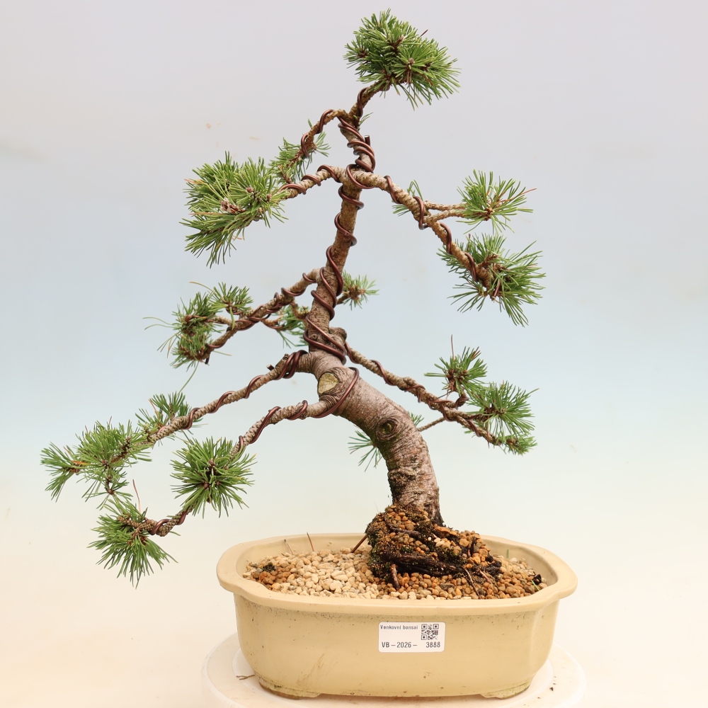 Bonsai da esterno - Pinus mugo Humpy  - Pino mugo