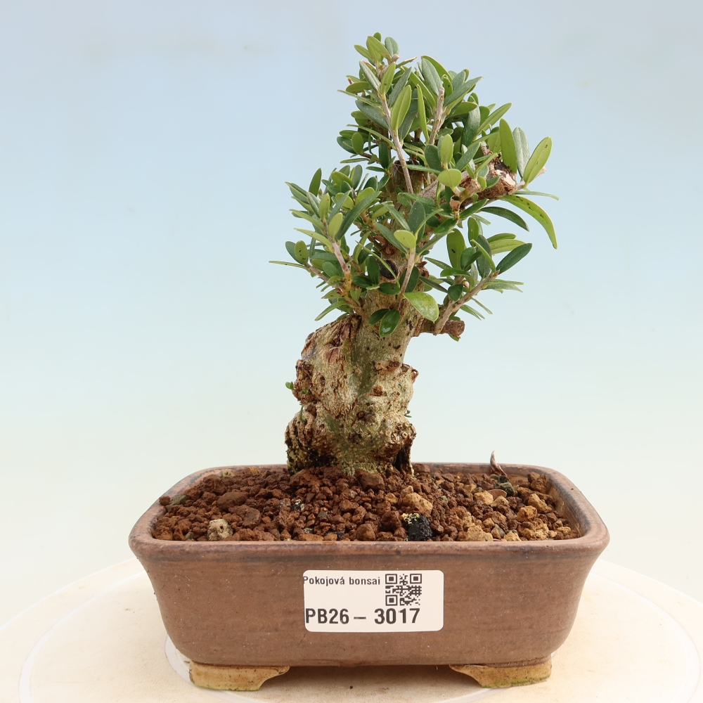 Bonsai da interno - Olea europaea sylvestris