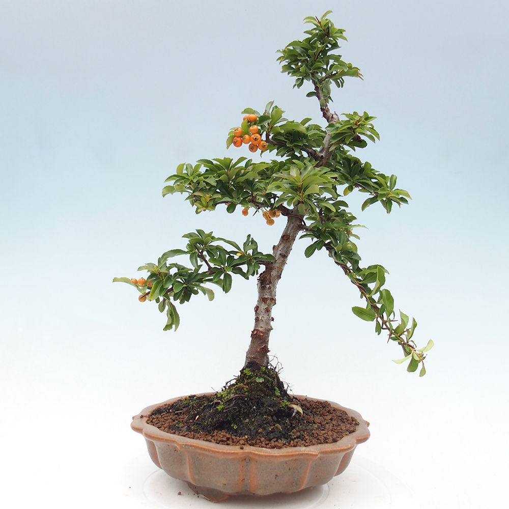 Bonsai da esterno-Pyracantha Teton -Hlox