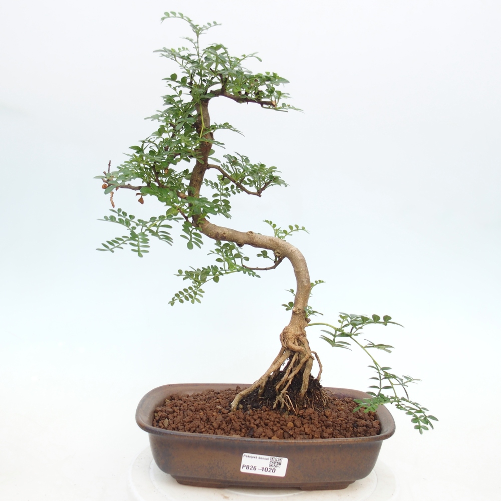 Camera bonsai - Zantoxylum piperitum - albero del pepe