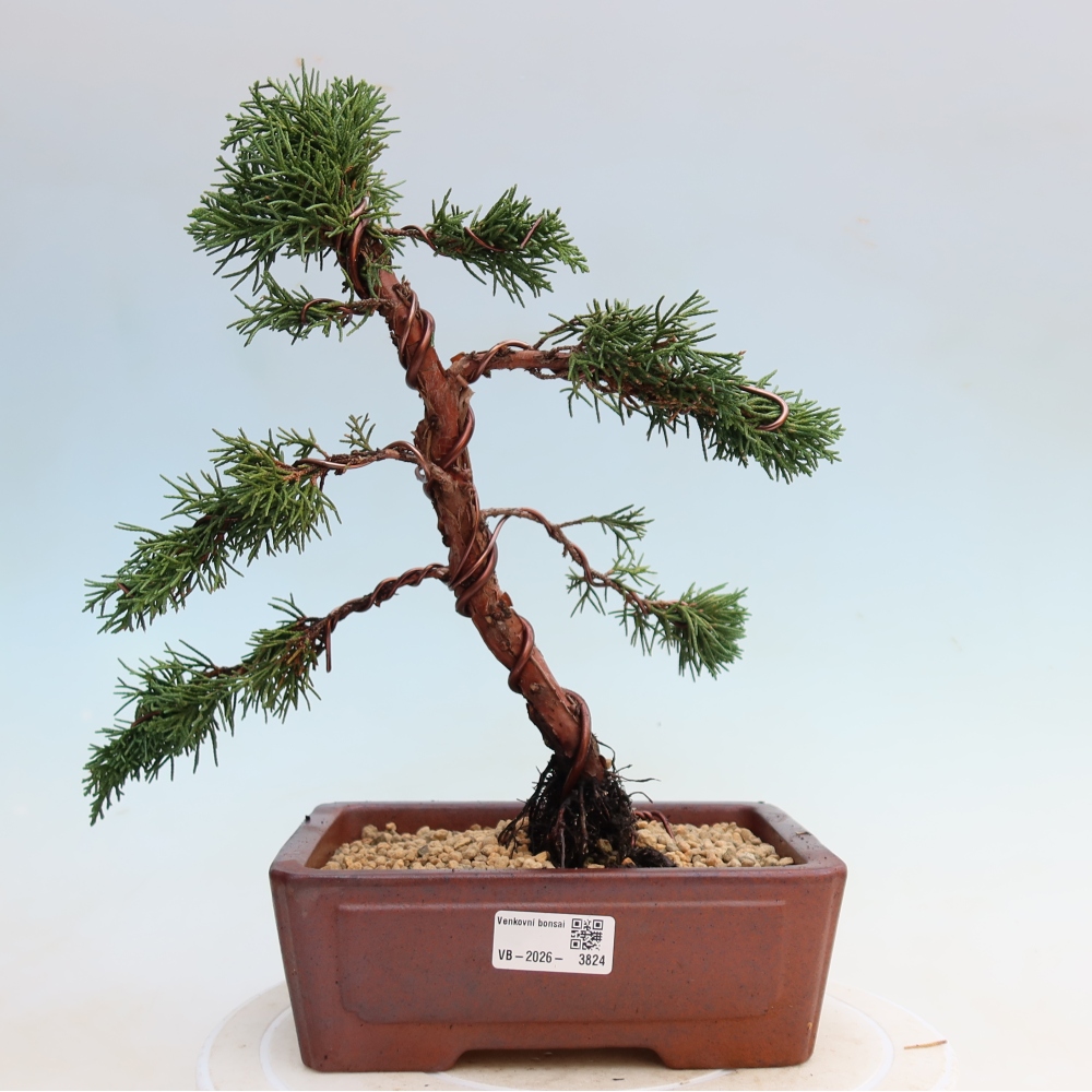 Bonsai da esterno - Juniperus chinensis Kishu