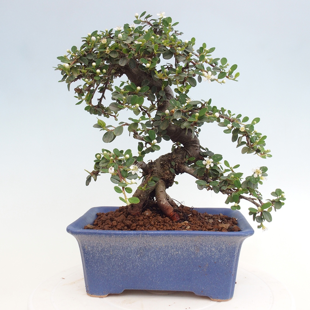 Bonsai da esterno - Cotoneaster dammeri - Roccia di Damer