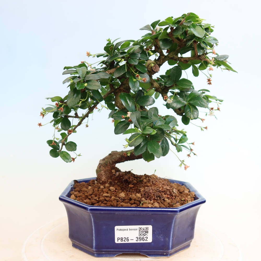 Camera bonsai - Carmona macrophylla - Tea fuki