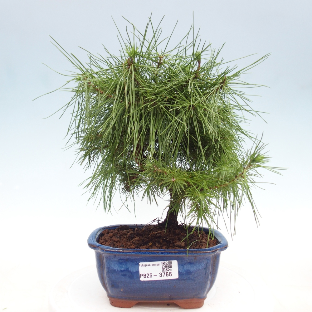 Camera bonsai-Pinus halepensis-Pino d'Aleppo