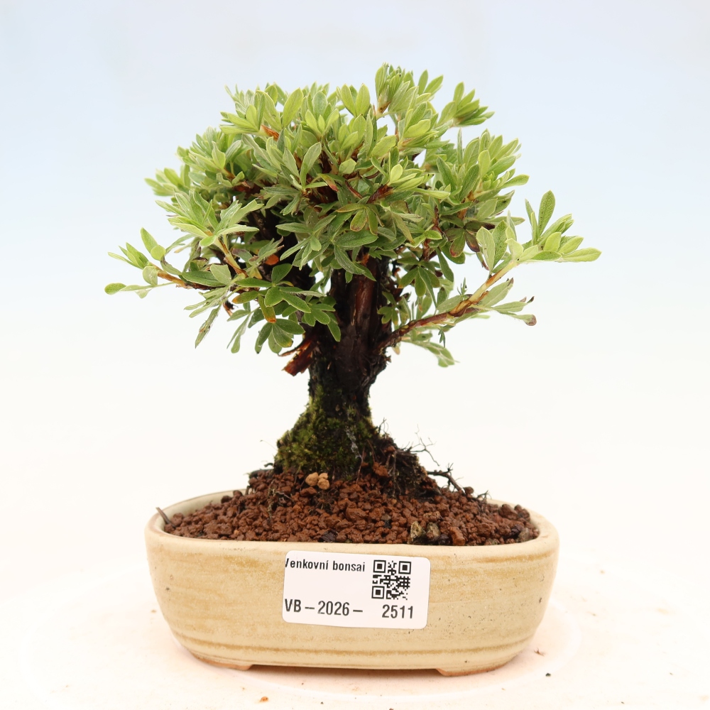 Bonsai da esterno - Potentila fruticosa