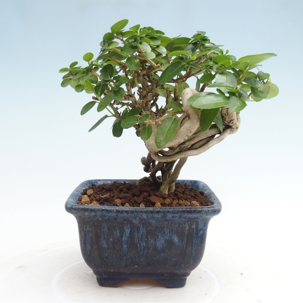 Bonsai da interno - Premna serratifolia - Kozlovna malolista