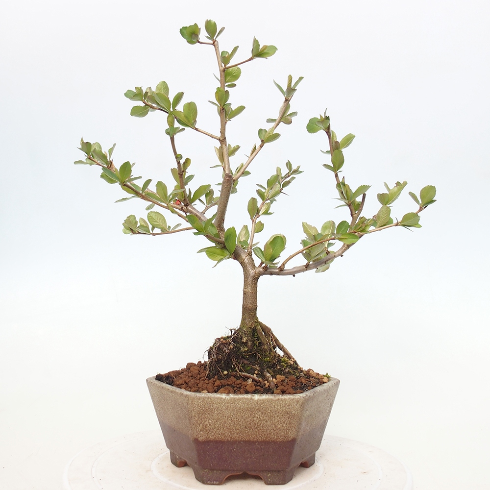 Bonsai da esterno - Chaneomeles sup. Nicoline - Cotogno