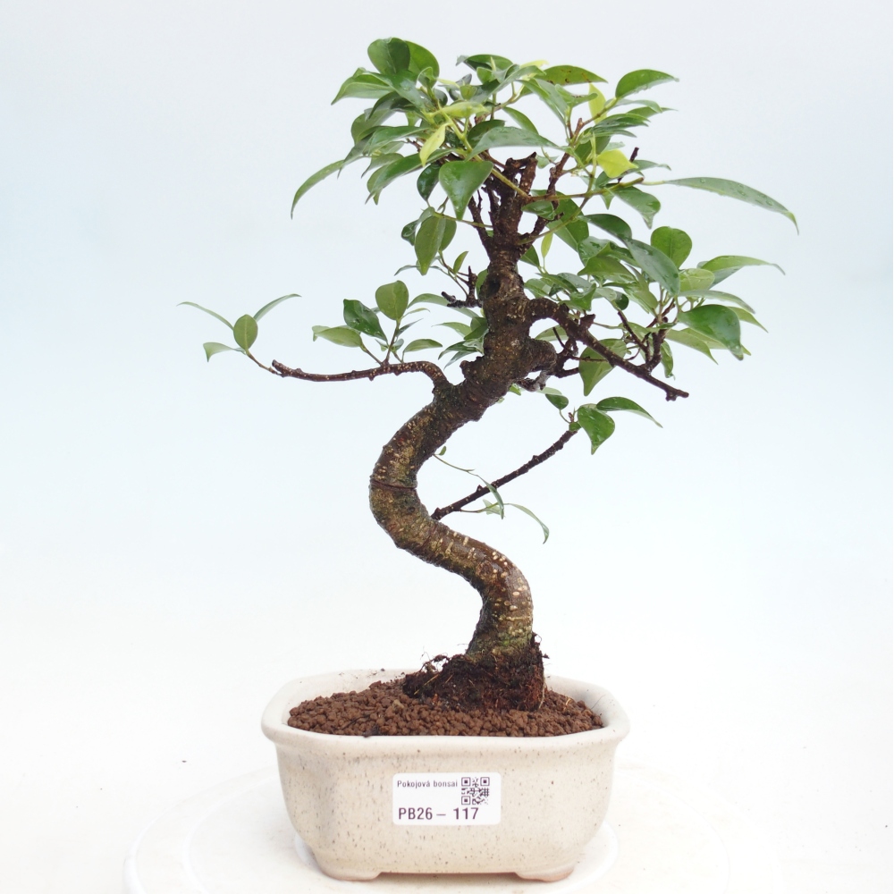 Camera bonsai - Ficus retusa - ficus a foglie piccole