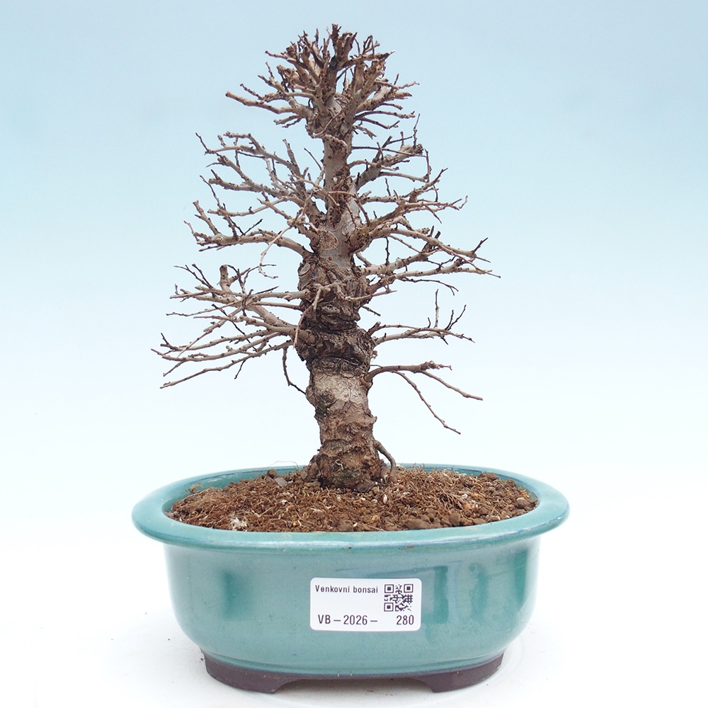 Bonsai da esterno - Zelkova - Zelkova NIRE