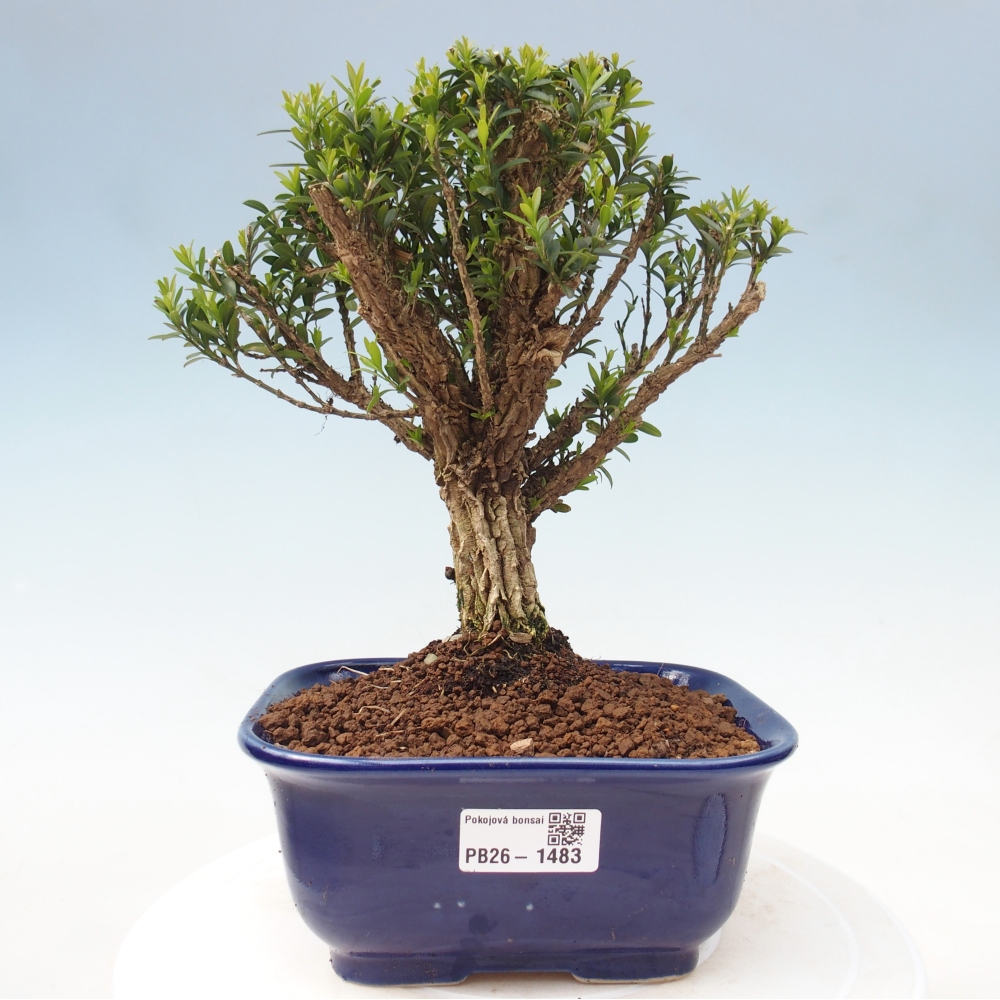 Camera bonsai - Buxus harlandii - buxus da sughero