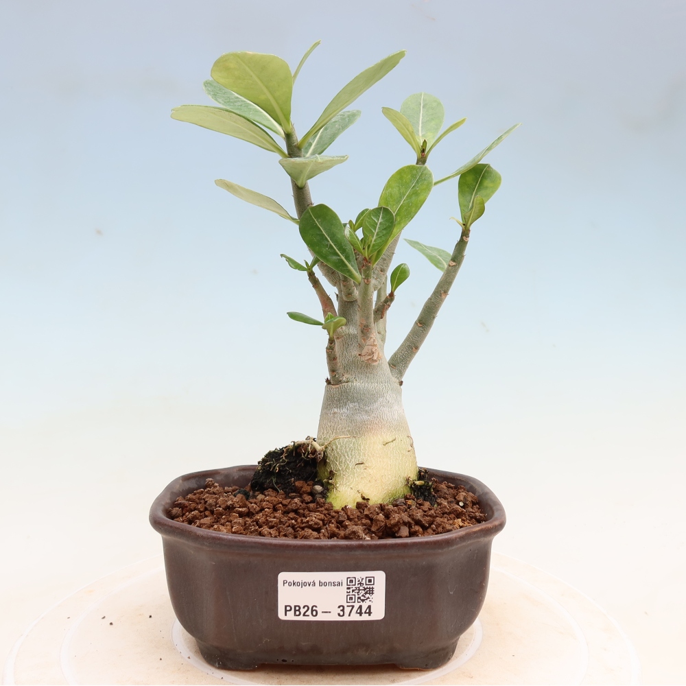 Bonsai da interno - Adenium obesum Red Star - Rosa del deserto