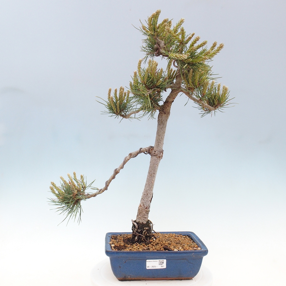 Bonsai da esterno - Pinus Sylvestris Watererri - Pino silvestre
