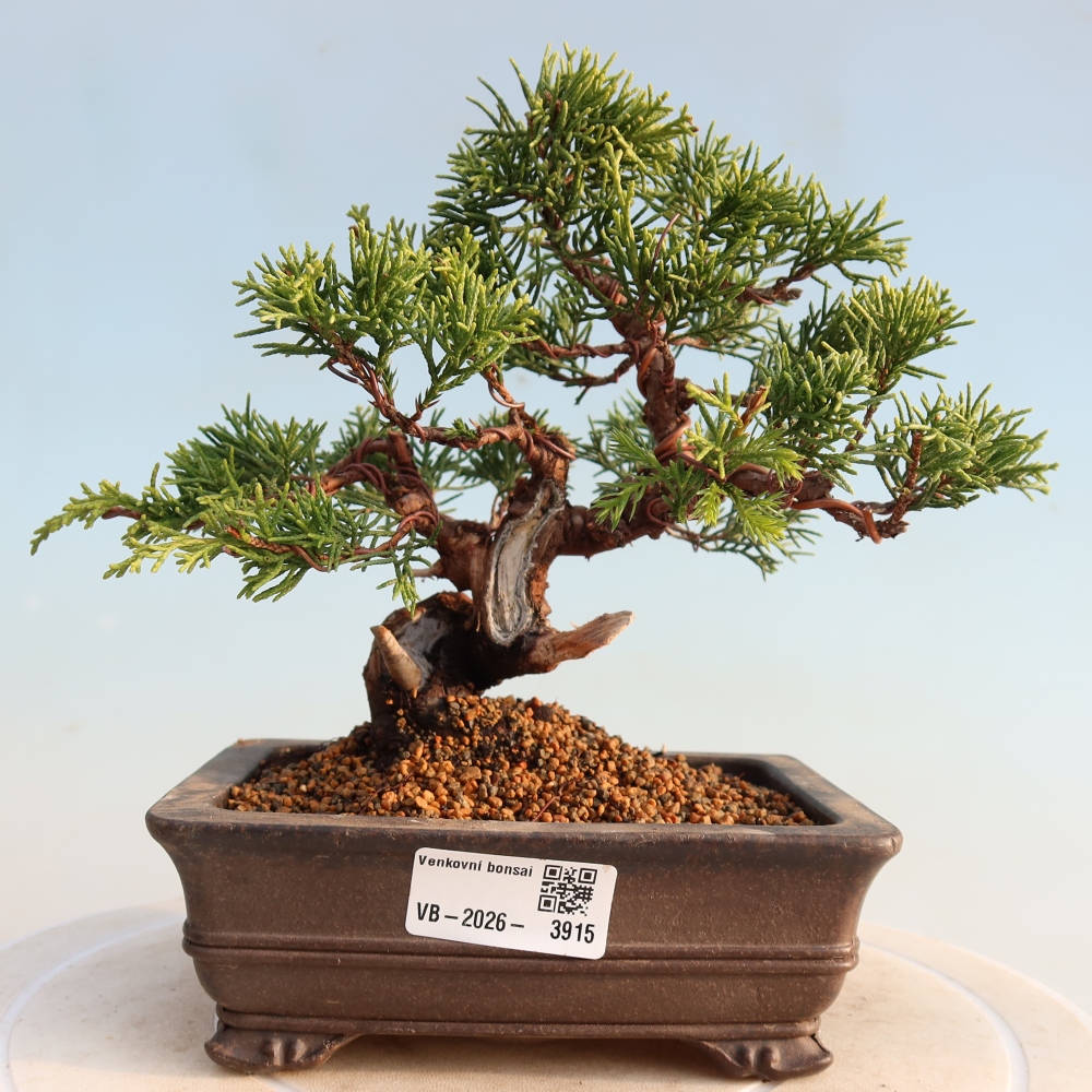 Bonsai da esterno - Juniperus chinensis Itoigawa