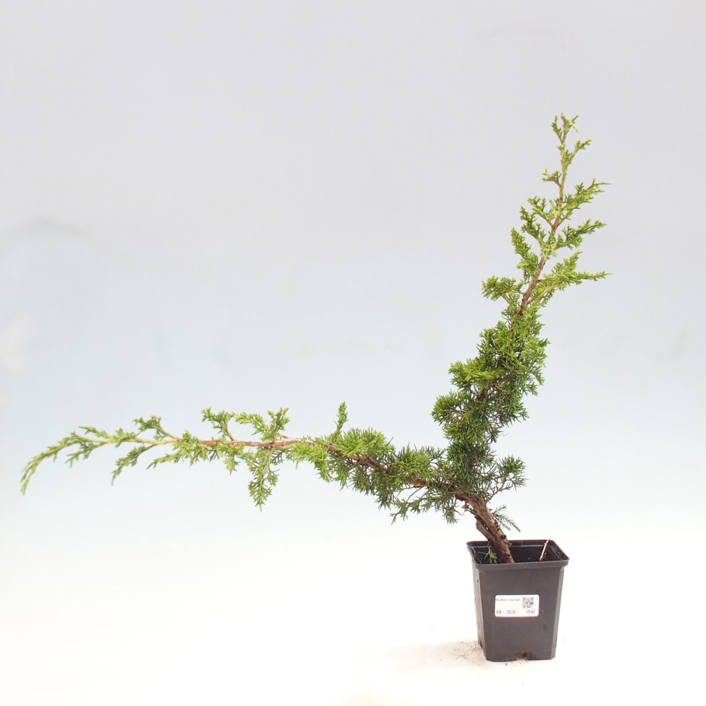 Bonsai da esterno - Juniperus chinensis Itoigawa