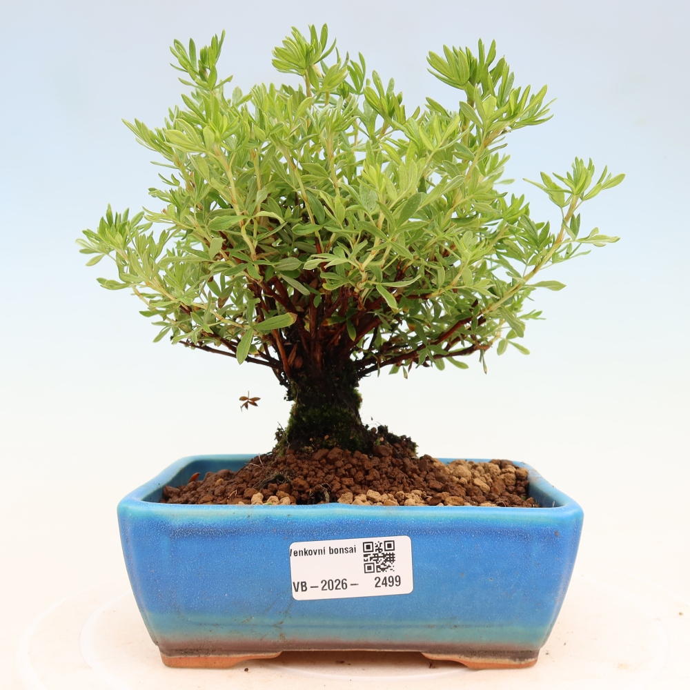 Bonsai da esterno - Potentila fruticosa