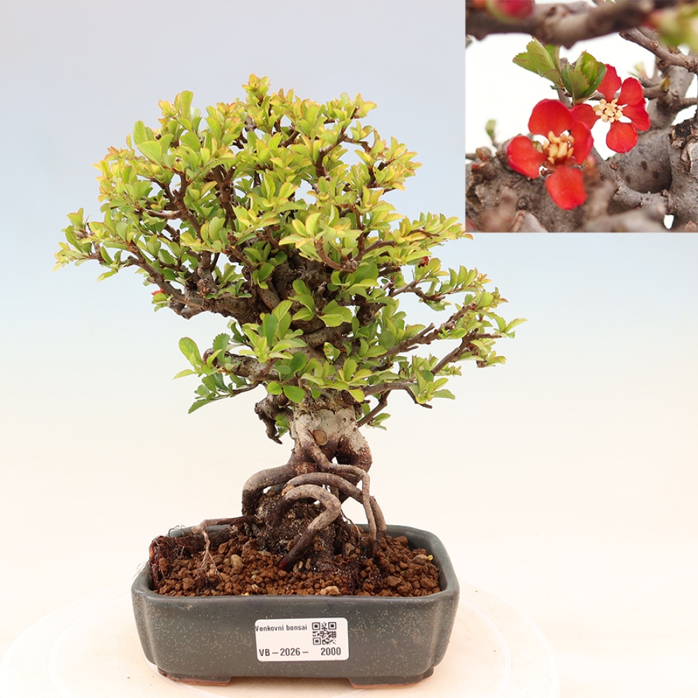 Bonsai da esterno - Chaneomeles speciosa Chojubai