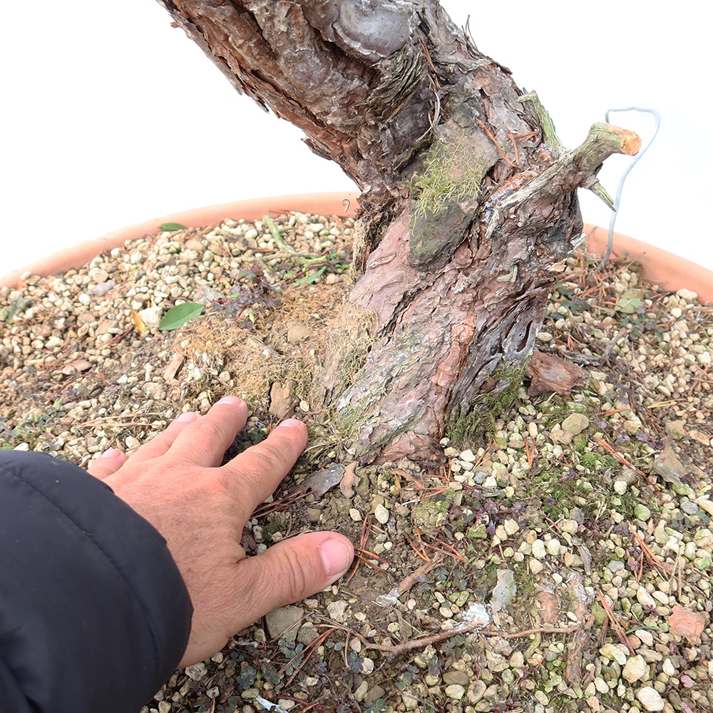 Pinus sylvestris Spagna - pino silvestre