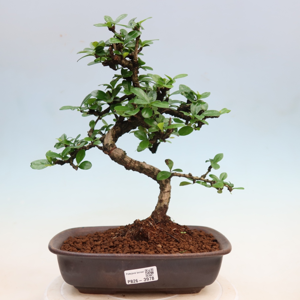 Camera bonsai - Carmona macrophylla - Tea fuki