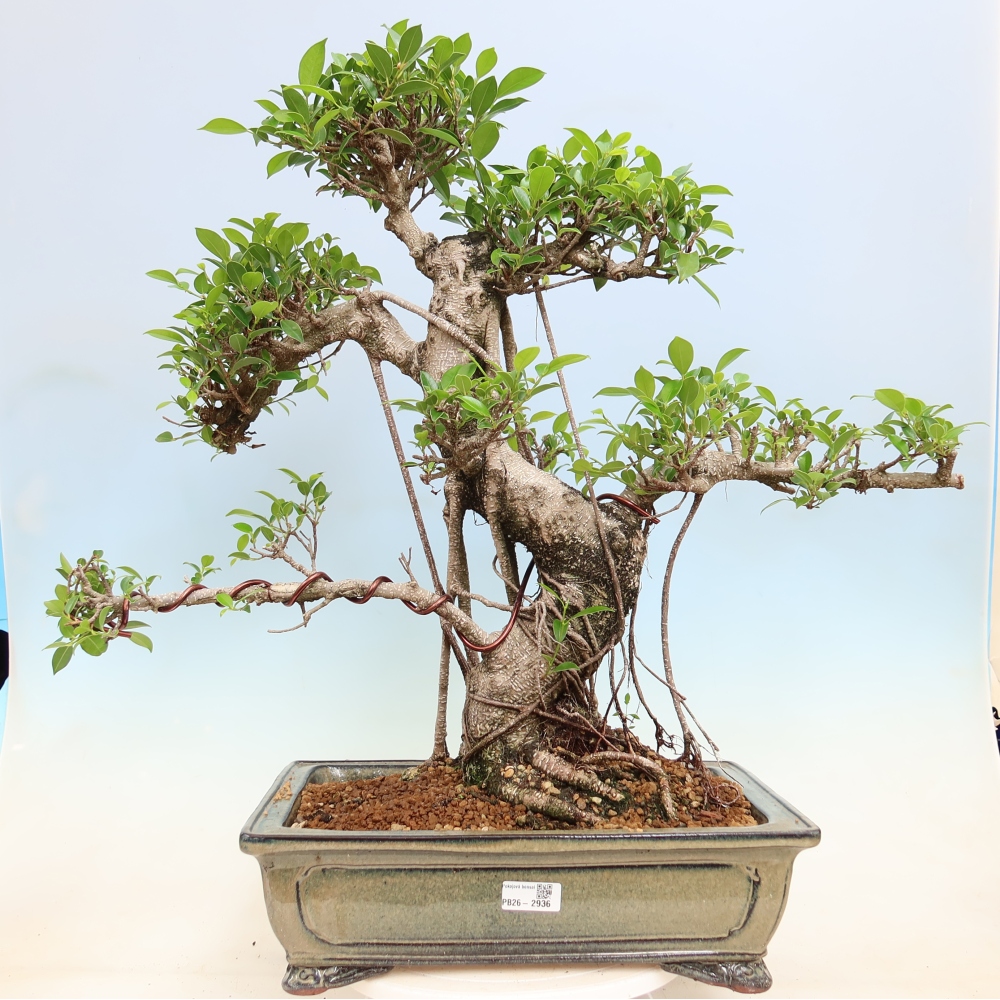 Camera bonsai - Ficus kimmen - ficus a foglie piccole