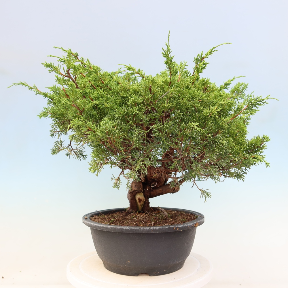 Bonsai da esterno - Juniperus chinensis Itoigawa-Juniperus chinensis