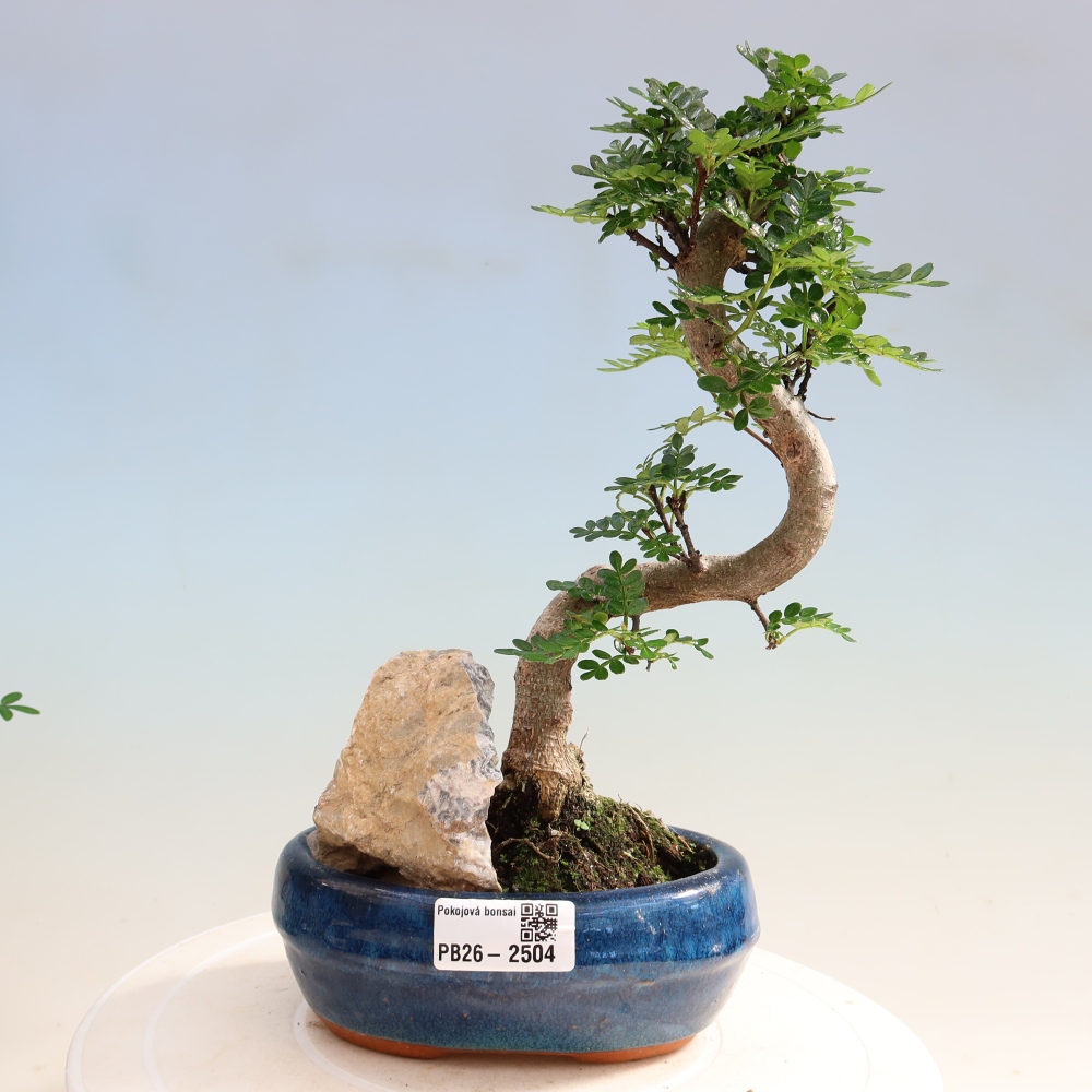 Camera bonsai - Zantoxylum piperitum - albero del pepe