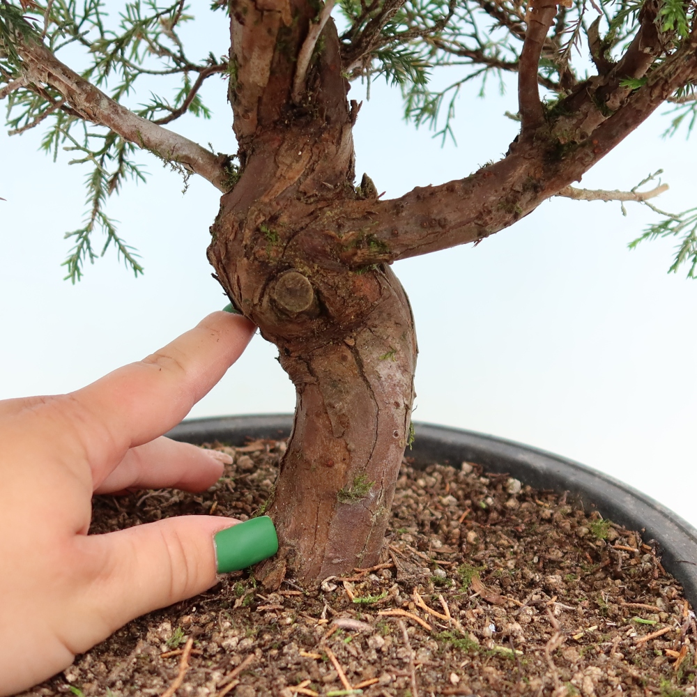 Bonsai da esterno - Juniperus chinensis Itoigawa-Juniperus chinensis