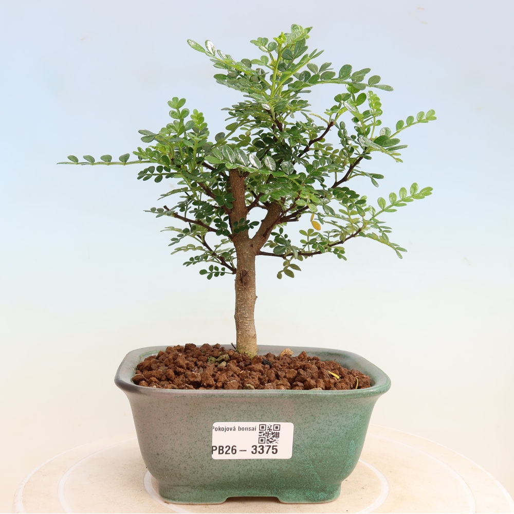 Camera bonsai - Zantoxylum piperitum - albero del pepe
