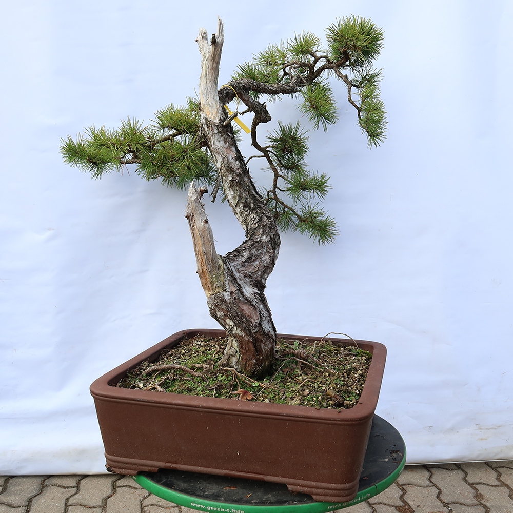 Pinus sylvestris Spagna - pino silvestre