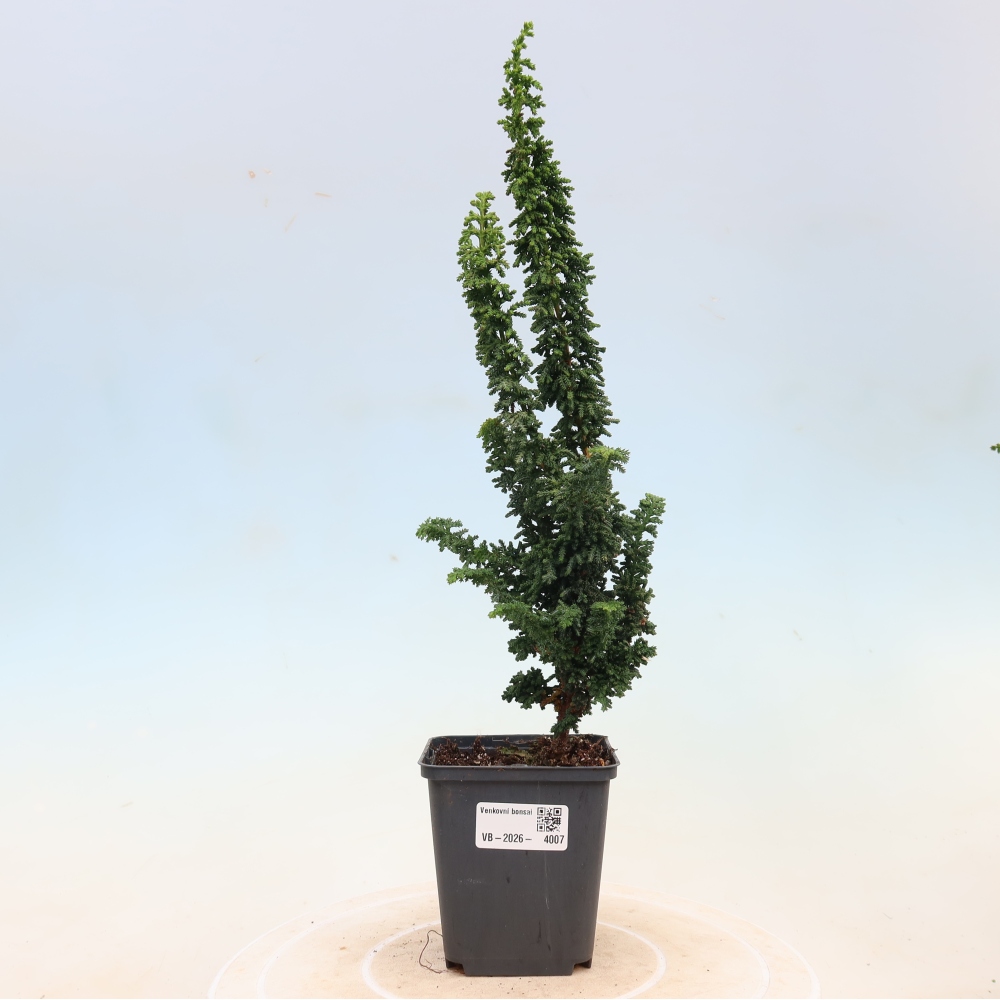 Bonsai da esterno - Cham. obtusa SEKKA HINOKI - Cipresso