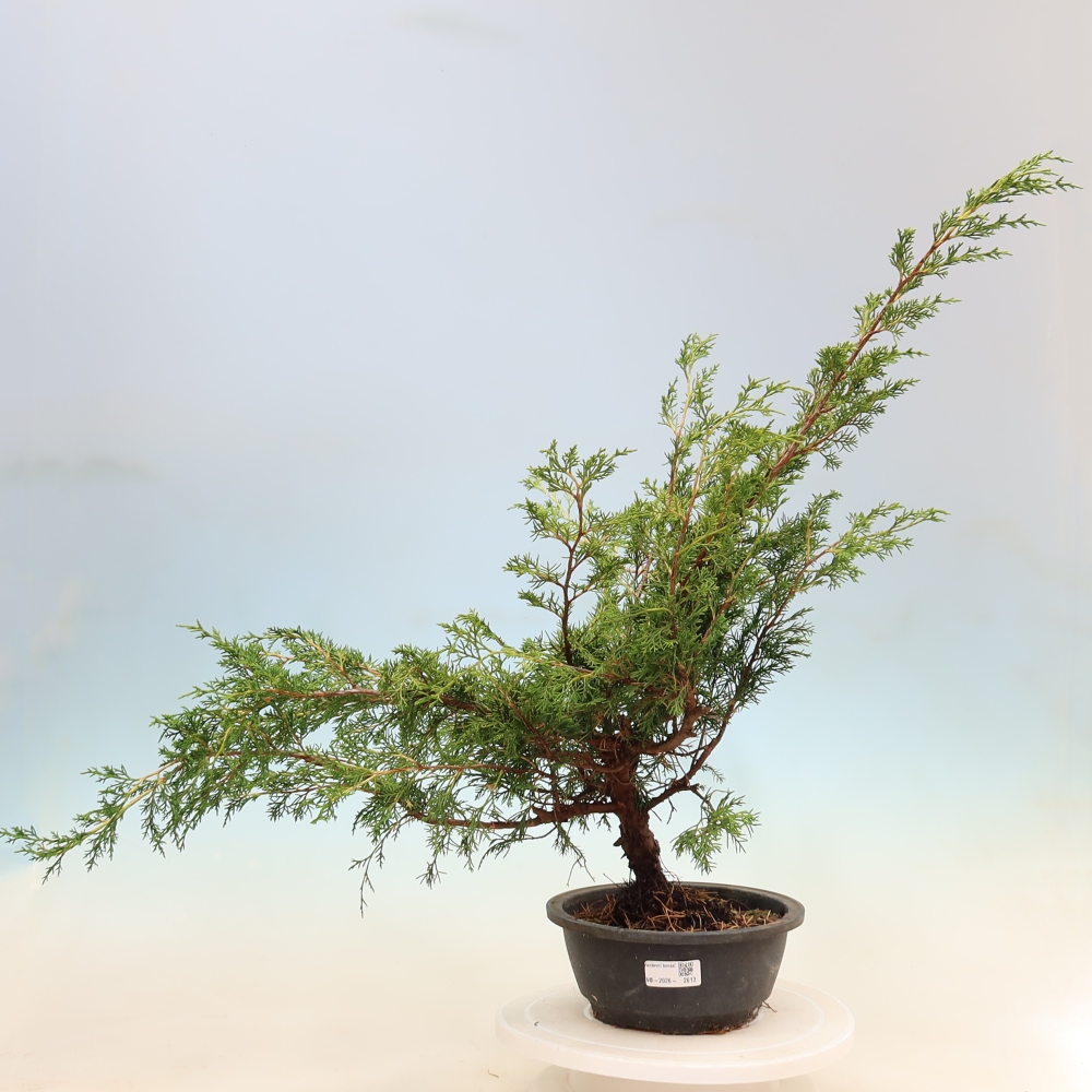 Bonsai da esterno - Juniperus chinensis Itoigawa